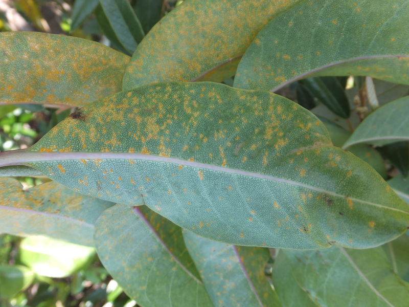 Представитель Семейства Chaconiaceae